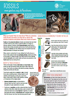 Fossils factsheet